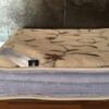 Koldra-alpaka-alpina-camel-rampicanti-140x200-240x200-9 KOŁDRA Z WEŁNY ALPAKI ALPINA + CAMEL RAMPICANTI 140X200